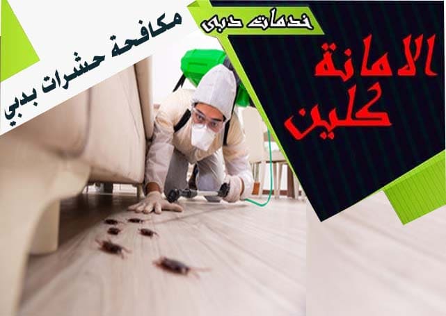 شركة مكافحة حشرات دبي